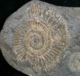 Dactylioceras Ammonites - Posidonia Shale #11132-1